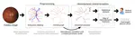 New paper at MICCAI 2018!